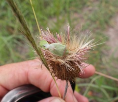 Thyanta custator accerra