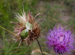 Thyanta custator accerra