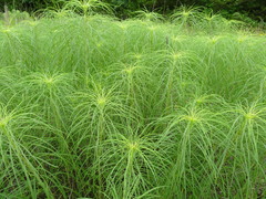 Helianthus salicifolius
