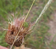 Thyanta custator accerra