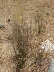 Juncus textilis