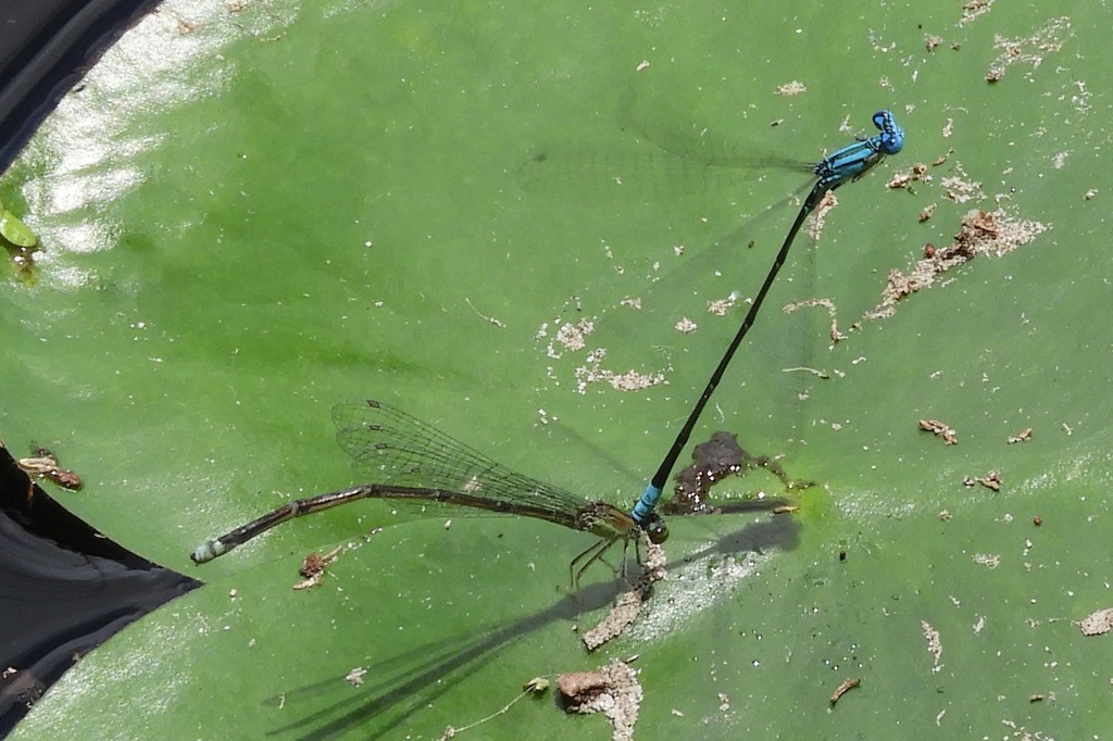 Pale Bluet