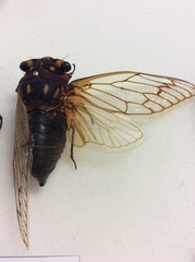 Macrotristria angularis