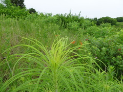 Helianthus salicifolius