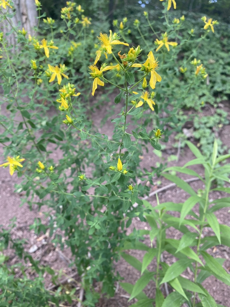 Kalm's St. John'swort from Niagara River Pky, Queenston, ON, CA on June 27, 2021 at 0651 PM by