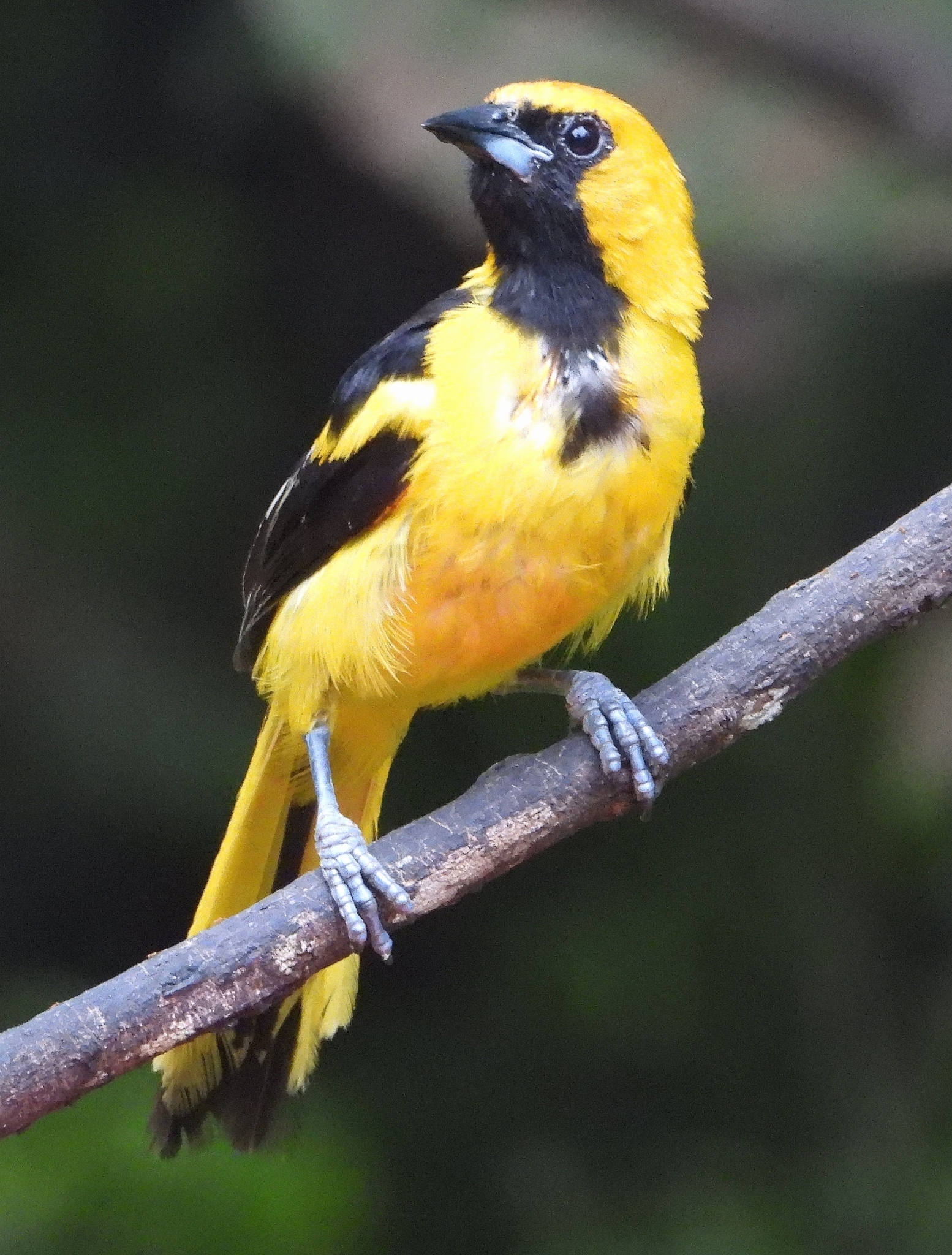 Icteridae image