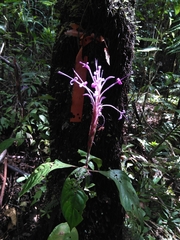 Brachystephanus