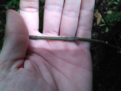 Brachystephanus