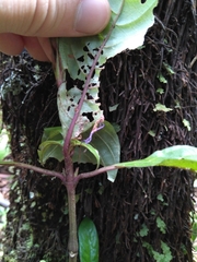 Brachystephanus