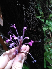 Brachystephanus