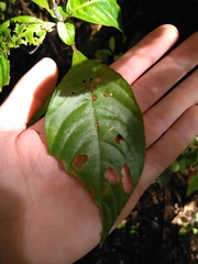 Brachystephanus