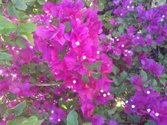 Bougainvillea