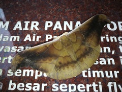 Antheraea platessa