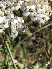 Lasioglossum sisymbrii