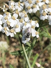 Lasioglossum sisymbrii