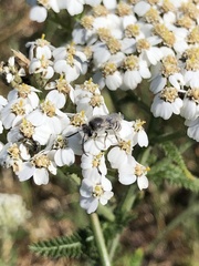 Lasioglossum sisymbrii