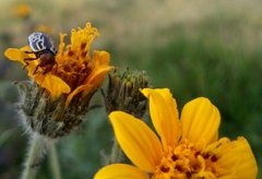 Zygogramma piceicollis