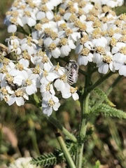 Lasioglossum sisymbrii