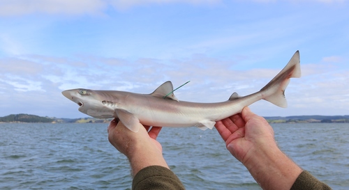 Eastern school shark (Galeorhinus galeus) — Triakidae — 5