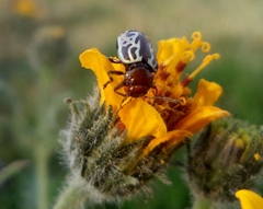 Zygogramma piceicollis