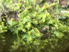 Metzgeria consanguinea