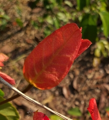 Passiflora tholozanii