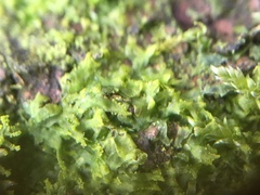 Metzgeria consanguinea