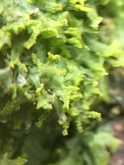 Metzgeria consanguinea