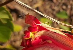 Passiflora tholozanii