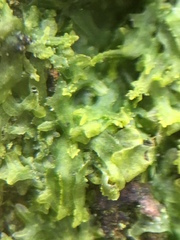 Metzgeria consanguinea