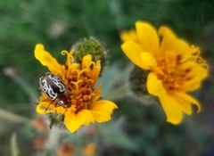 Zygogramma piceicollis