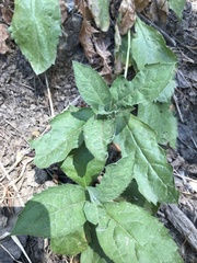 Eurybia radulina
