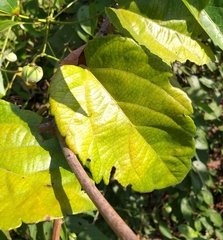 Passiflora tholozanii