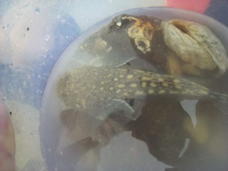 Genyagnus