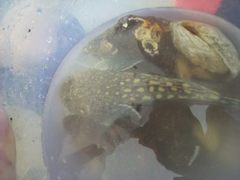 Genyagnus monopterygius