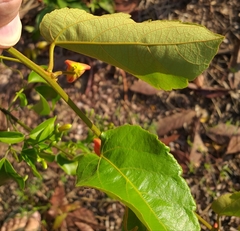 Passiflora tholozanii