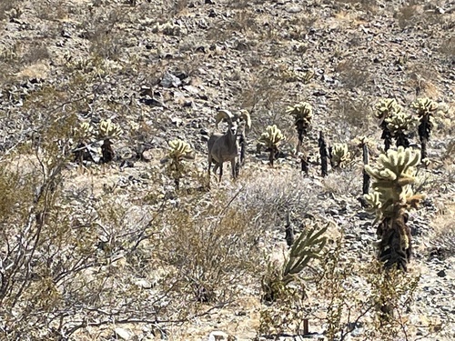iNaturalist observation photo of Desert Bighorn Sheep