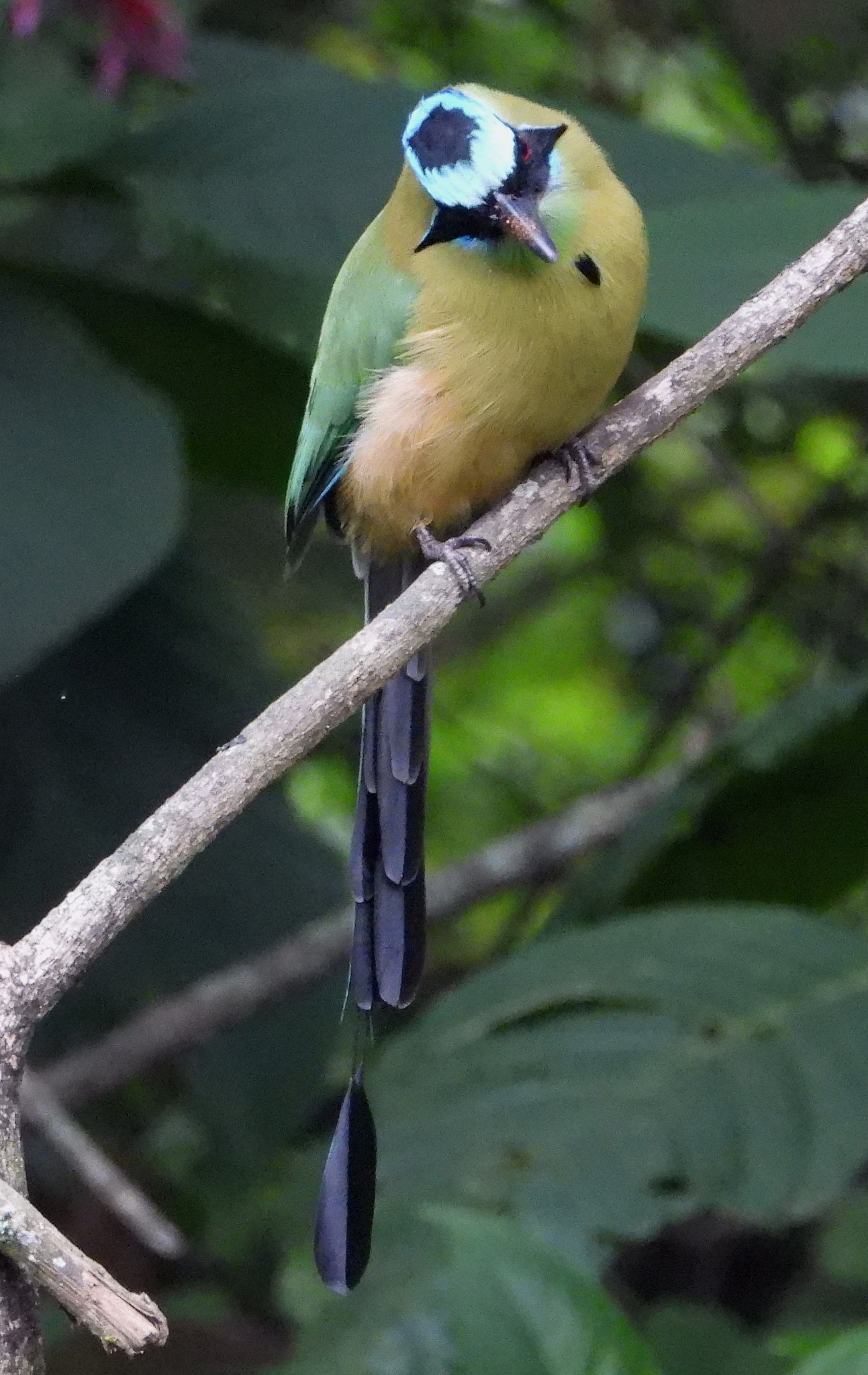Momotidae image