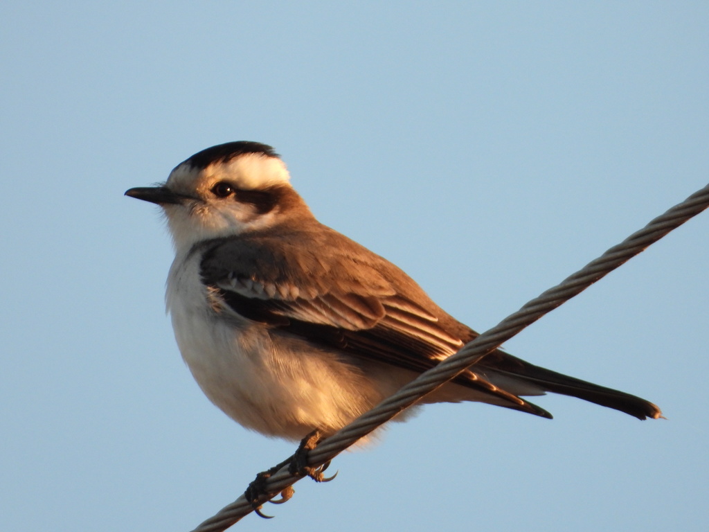 Black-crowned Monjita photo