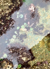 Anthopleura xanthogrammica