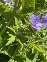 Geranium erianthum