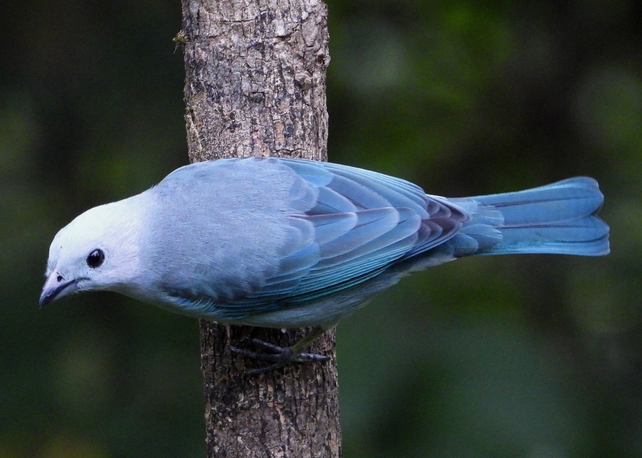 Thraupis episcopus image