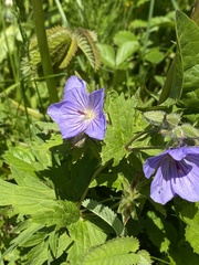 Geranium erianthum