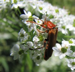 Cantharis livida