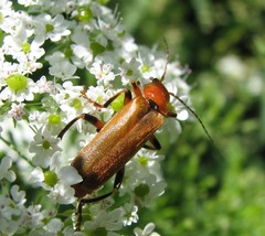 Cantharis livida