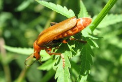 Cantharis livida