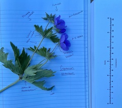 Geranium erianthum