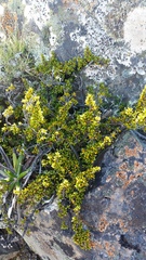Coprosma fowerakeri