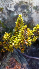 Coprosma fowerakeri