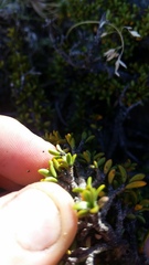 Coprosma fowerakeri